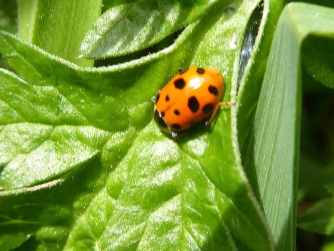 Hippodamia tredecimpunctata (Linnaeus, 1758) &copy; Tjerk Nawijn