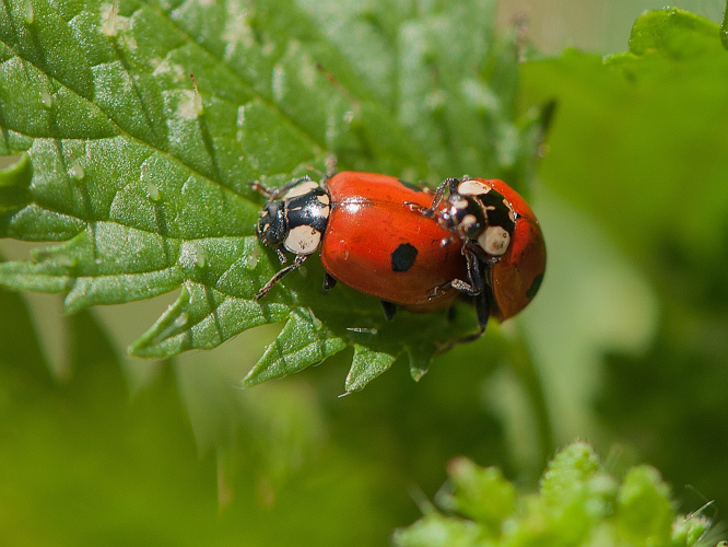 Adalia bipunctata (Linnaeus, 1758) &copy; Wijnand van Buuren