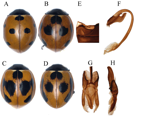 Coccinella septempunctata Linnaeus, 1758 &copy; Iqbal Z, Azad R, Jin X, Hassan MA, Abbas M, Nasir M, Bodlah I, Ali M, Szawaryn K, Nie R-E