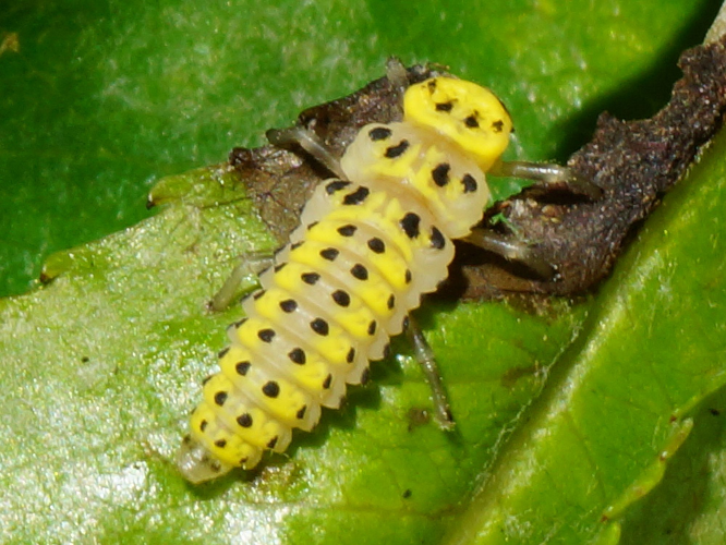 Halyzia sedecimguttata (Linnaeus, 1758) &copy; Hans Jonkman