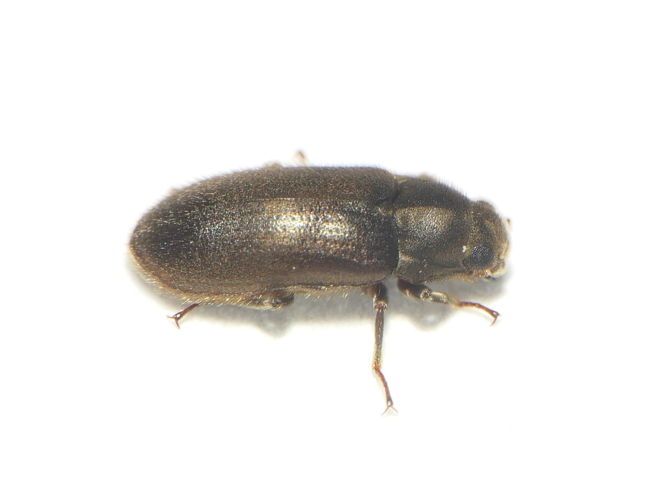 Dryops luridus (Erichson, 1847) &copy; Dick Belgers