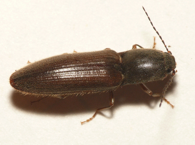 Athous vittatus (Fabricius, 1792) &copy; Dick Belgers