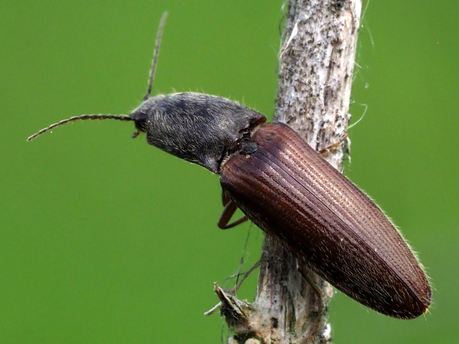 Athous haemorrhoidalis (Fabricius, 1801) &copy; Henk van Woerden