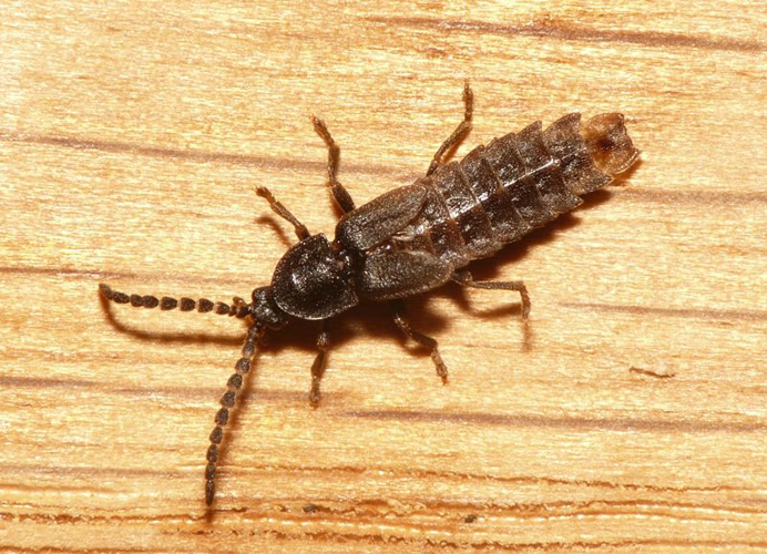 Phosphaenus hemipterus (Goeze, 1777) &copy; Dick Belgers