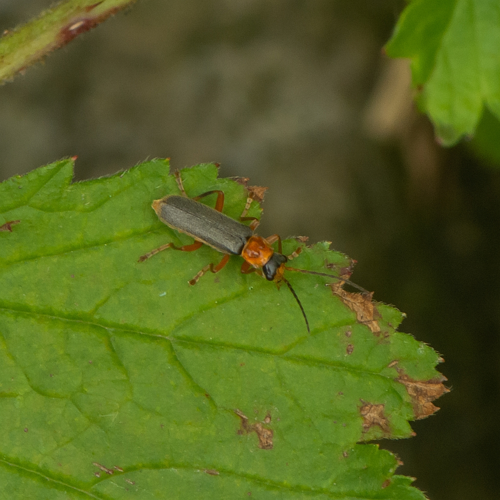 Cantharis lateralis Linnaeus, 1758 &copy; Wijnand van Buuren