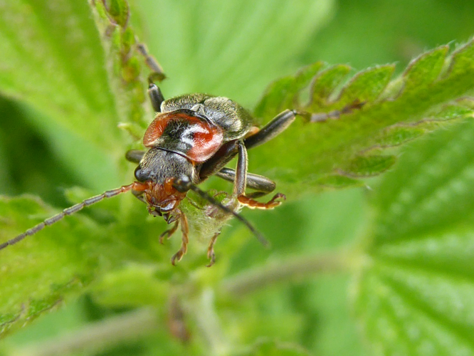 Cantharis pellucida Fabricius, 1792 &copy; Tjerk Nawijn
