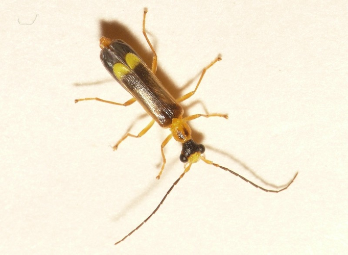 Malthinus flaveolus (Herbst, 1786) &copy; Dick Belgers