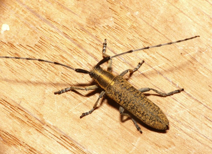 Agapanthia villosoviridescens (De Geer, 1775) &copy; Dick Belgers