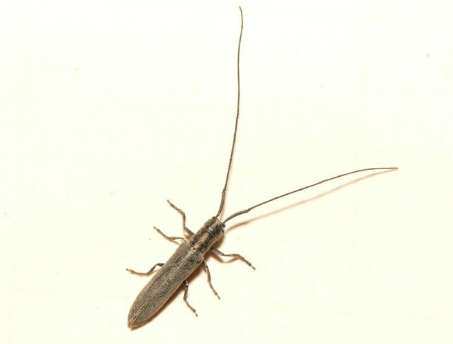 Calamobius filum (Rossi, 1790) &copy; Dick Belgers