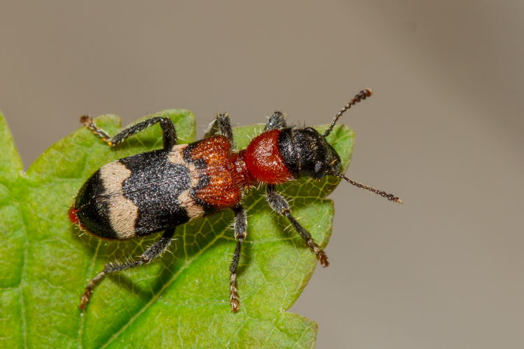 Thanasimus formicarius (Linnaeus, 1758) &copy; Maries Elemans