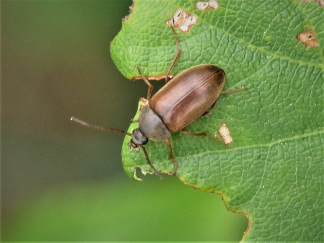 Isomira murina (Linnaeus, 1758) &copy; Martien van den Heuvel