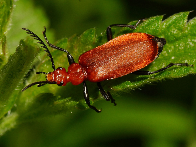 Pyrochroa serraticornis (Scopoli, 1763) &copy; Hans Jonkman