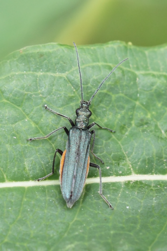 Oedemera lurida (Marsham, 1802) &copy; Marijke Kanters