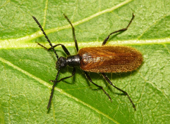 Lagria hirta (Linnaeus, 1758) &copy; Dick Belgers