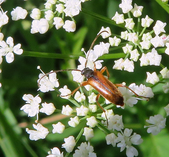 Alosterna tabacicolor (De Geer, 1775) &copy; Han Buckx
