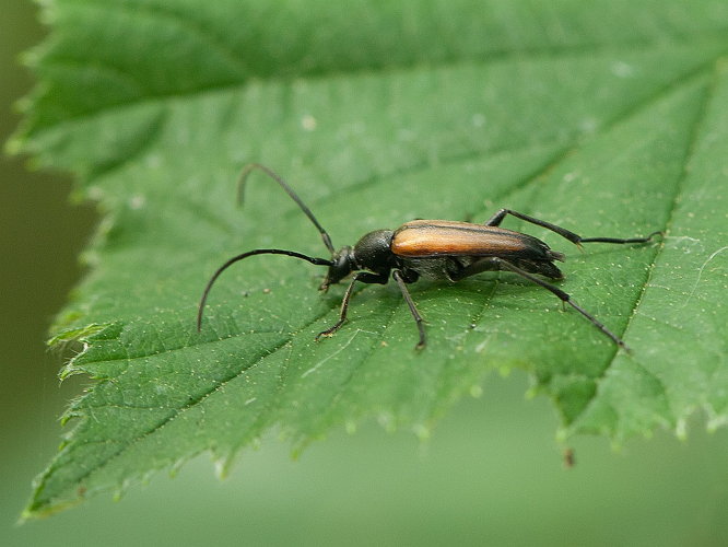 Stenurella melanura (Linnaeus, 1758) &copy; Wijnand van Buuren