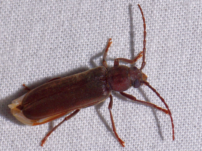 Arhopalus rusticus (Linnaeus, 1758) &copy; Hans Jonkman