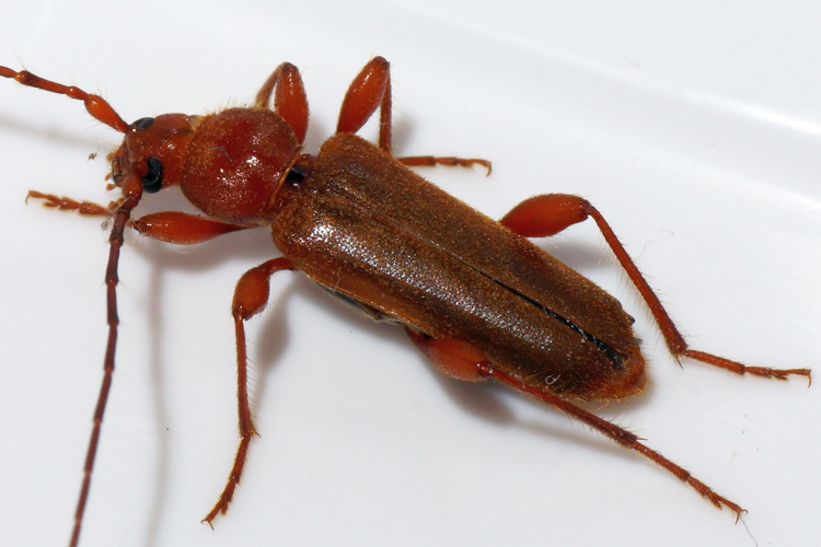 Phymatodes testaceus (Linnaeus, 1758) &copy; Hans Jonkman