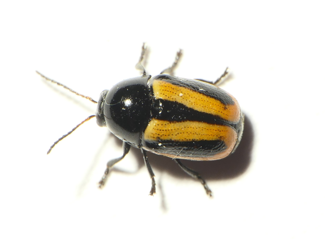 Cryptocephalus vittatus Fabricius, 1775 &copy; Dick Belgers