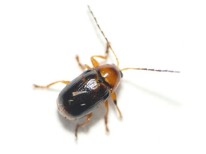Cryptocephalus pusillus Fabricius, 1777 &copy; Dick Belgers