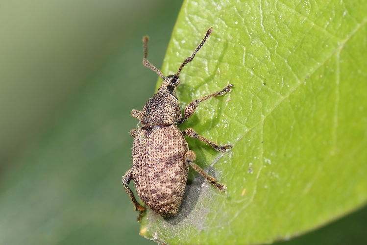 Otiorhynchus singularis (Linnaeus, 1767) &copy; Marijke Kanters