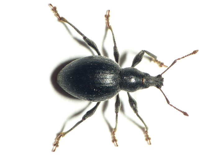 Otiorhynchus atroapterus (De Geer, 1775) &copy; Dick Belgers