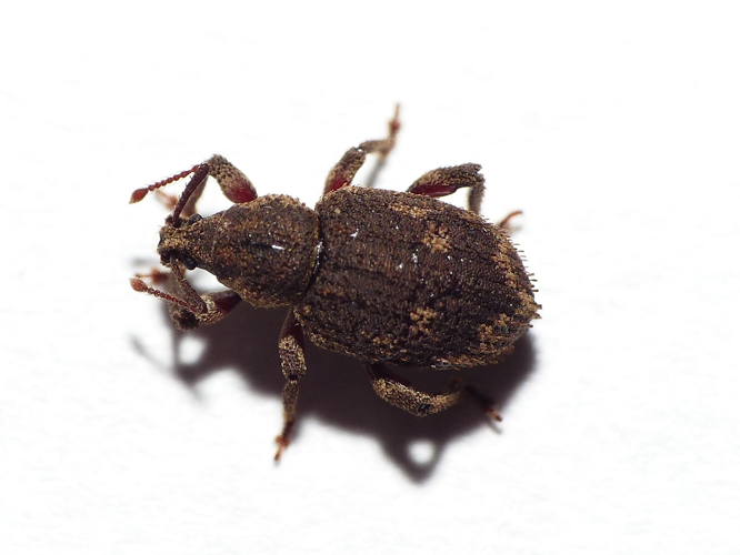 Caenopsis fissirostris (Walton, 1847) &copy; Dick Belgers