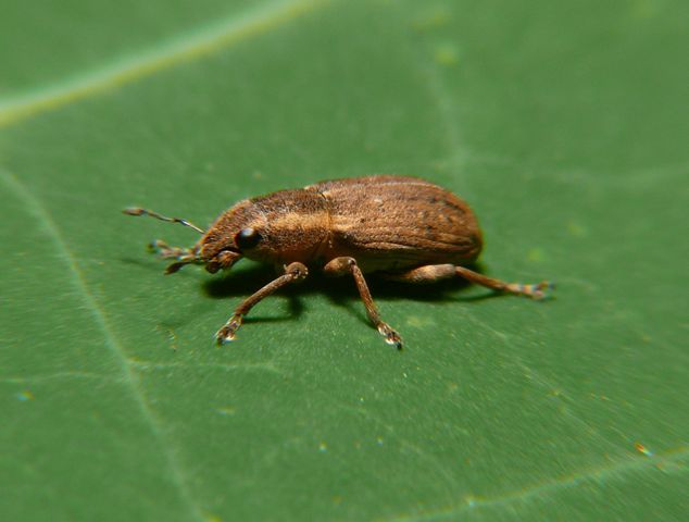 Sitona puncticollis Stephens, 1831 &copy; Dick Belgers