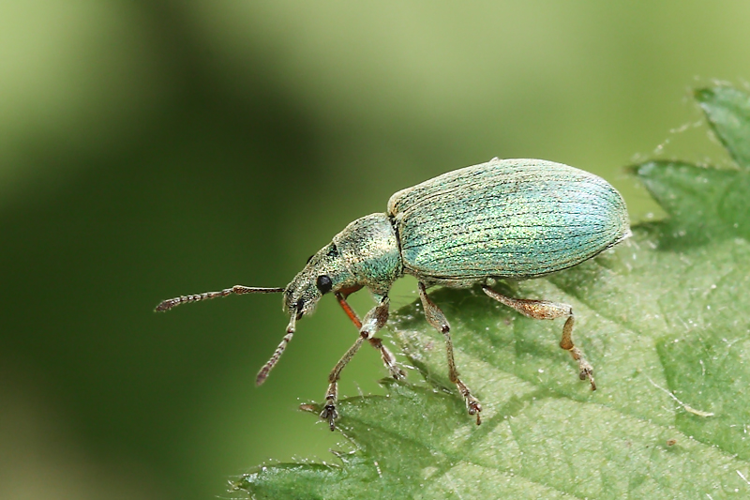 Phyllobius pomaceus Gyllenhal, 1834 &copy; Marijke Kanters