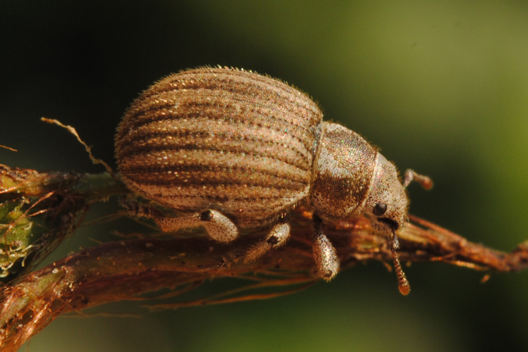 Philopedon plagiatum (Schaller, 1783) &copy; Jan van Asselt