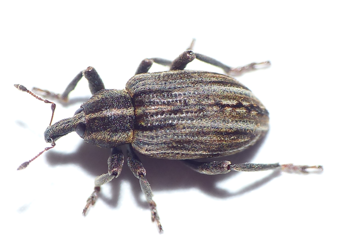 Hypera arator (Linnaeus, 1758) &copy; Dick Belgers
