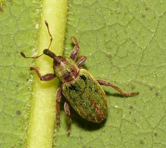 Hypera nigrirostris (Fabricius, 1775) &copy; Dick Belgers