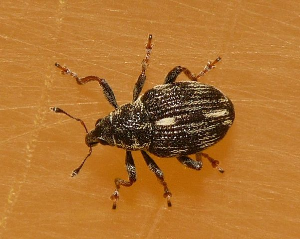 Rhinoncus perpendicularis (Reich, 1797) &copy; Dick Belgers