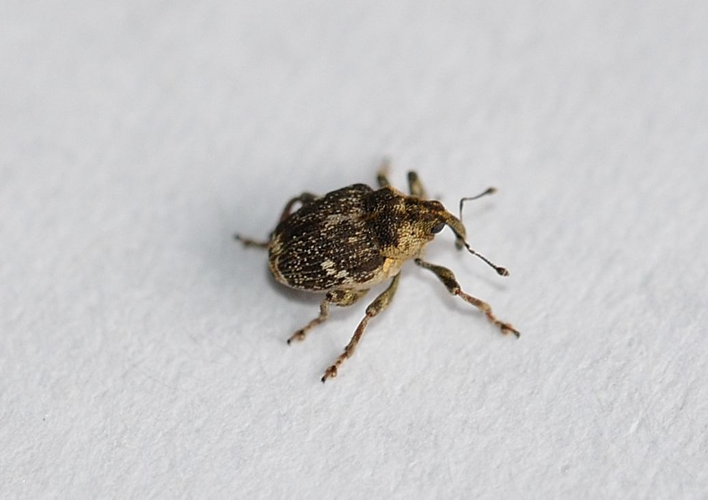 Nedyus quadrimaculatus (Linnaeus, 1758) &copy; Louis Westgeest