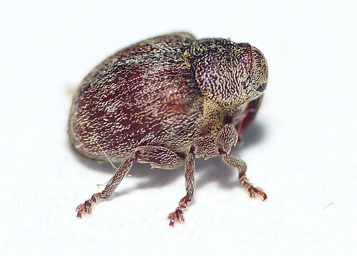Coeliodes ruber (Marsham, 1802) &copy; Dick Belgers