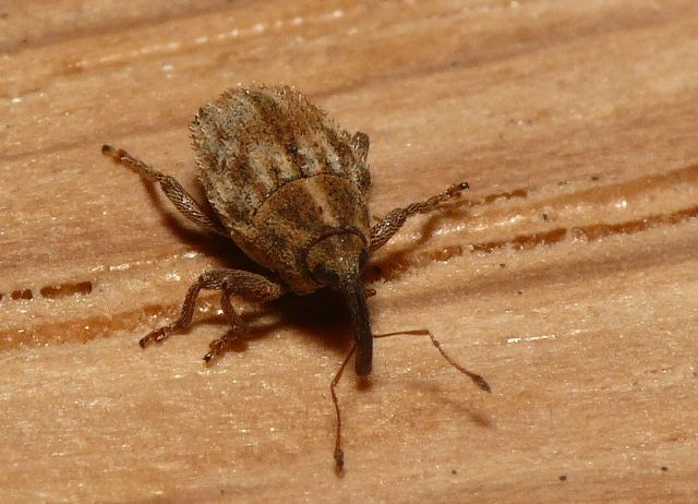 Trichosirocalus troglodytes (Fabricius, 1787) &copy; Dick Belgers