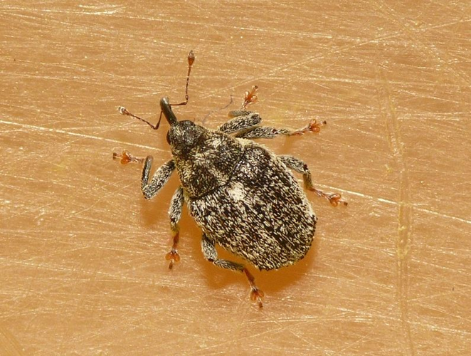 Ceutorhynchus pallidactylus (Marsham, 1802) &copy; Dick Belgers