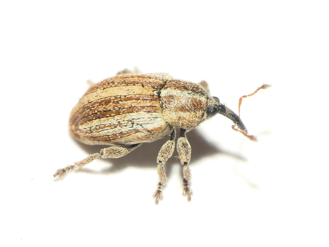 Tychius parallelus (Panzer, 1794) &copy; Dick Belgers
