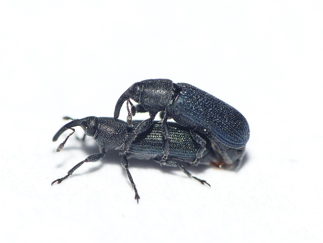 Mecinus janthinus Germar, 1821 &copy; Dick Belgers