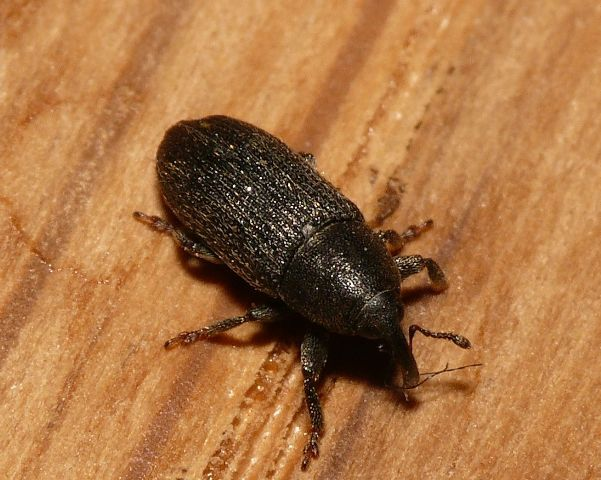 Mecinus pyraster (Herbst, 1795) &copy; Dick Belgers