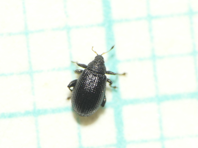 Rhamphus pulicarius (Herbst, 1795) &copy; Dick Belgers