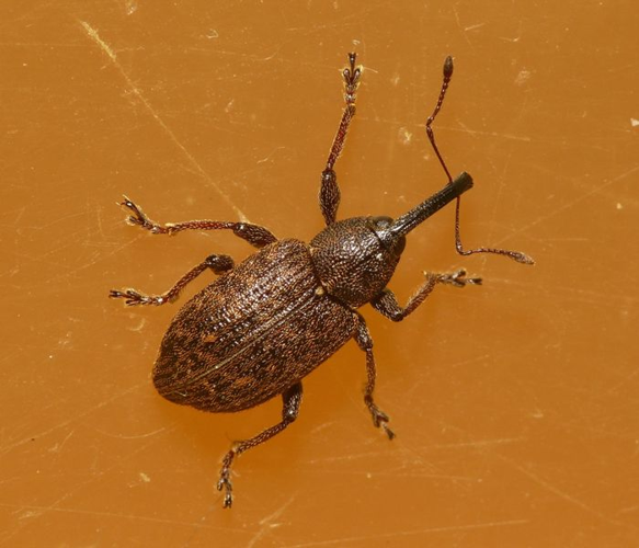 Notaris scirpi (Fabricius, 1792) &copy; Dick Belgers