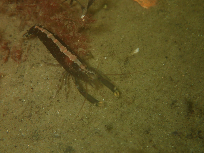 Athanas nitescens (Leach, 1813) &copy; Valentin Engelbos