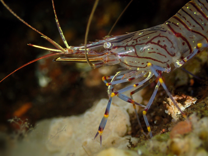Palaemon serratus (Pennant, 1777) &copy; Stefan Verheyen