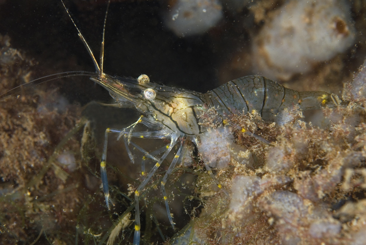 Palaemon elegans Rathke, 1837 &copy; Marion Haarsma