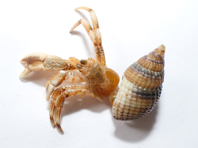 Eupagurus bernhardus (Linnaeus, 1767) &copy; Dick Belgers