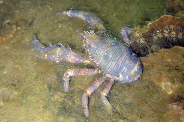 Galathea squamifera Leach, 1814 &copy; Frank Stokvis