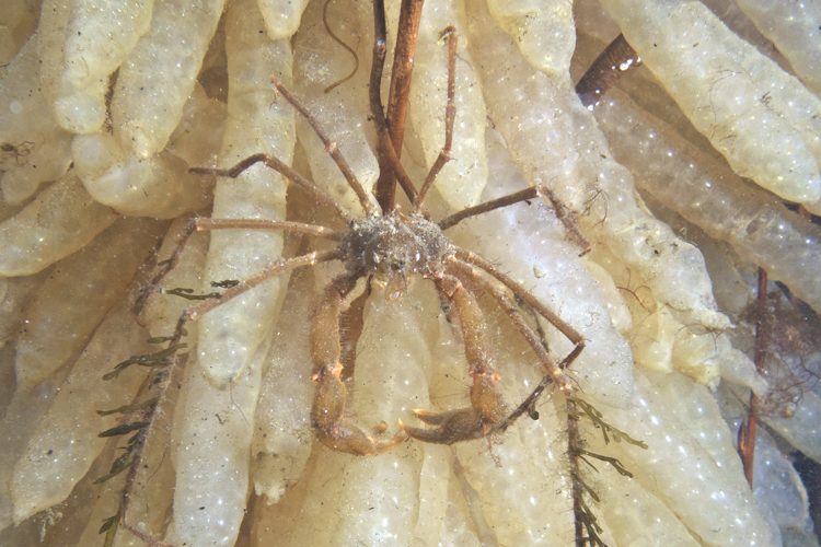 Macropodia rostrata (Linnaeus, 1761) &copy; Marion Haarsma