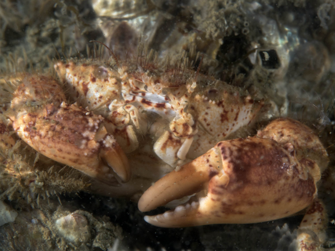 Pilumnus hirtellus (Linnaeus, 1761) &copy; Marion Haarsma