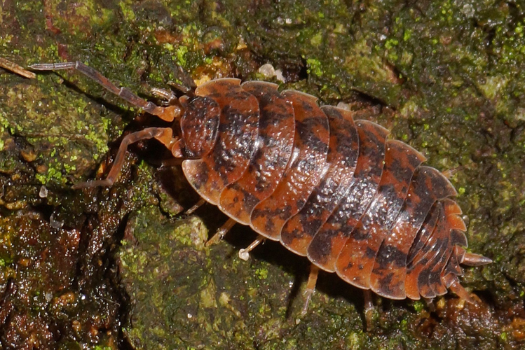 Porcellio scaber Latreille, 1804 &copy; Hans Jonkman